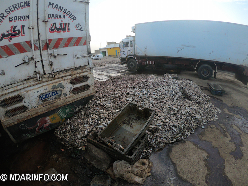 INDISCIPLINE : des milliers de poissons pourris déversés à l’entrée de Saint-Louis (photos)