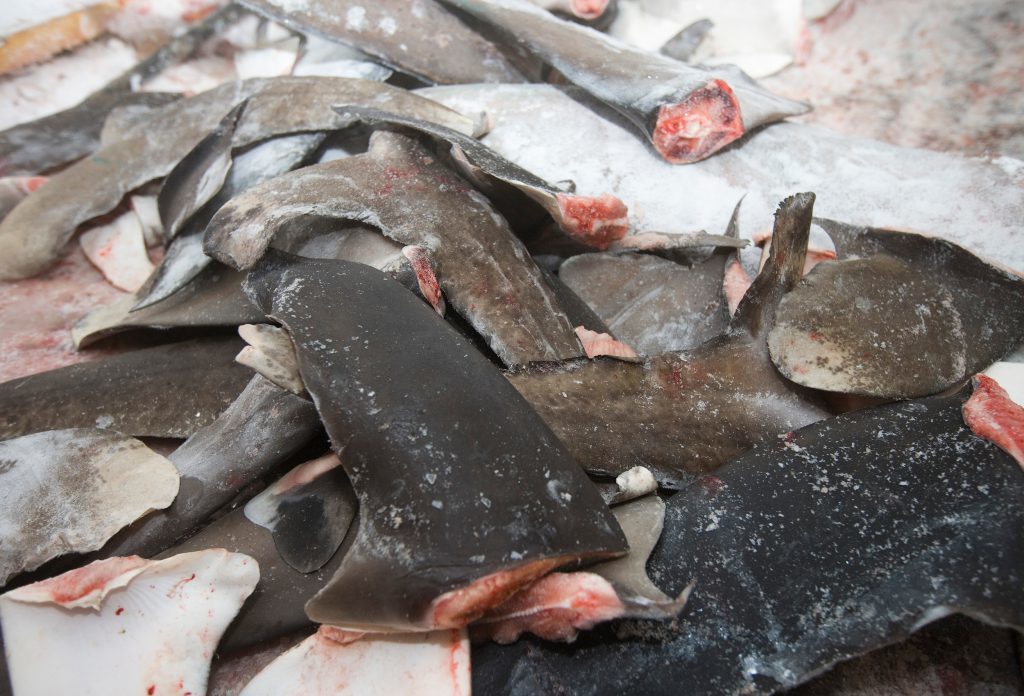Réunion de la CICTA en Espagne : Les pays d’Afrique de l’ouest pour protéger le requin-taupe bleu, victime de la surpêche