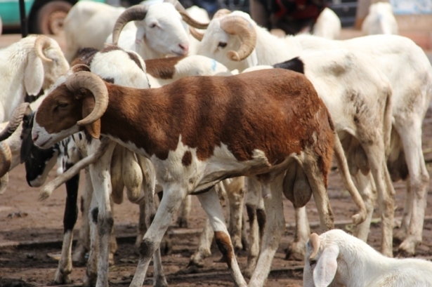 Takaski 2020 : La Mauritanie disposée à octroyer au Sénégal 450.000 moutons