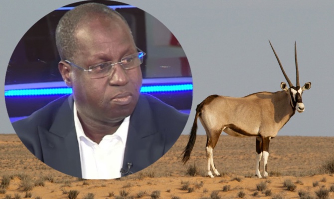 Affaire des 6 gazelles oryx : Le Pds porte plainte contre Abdou Karim Sall