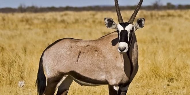 Ruée vers les gazelles - Entre le protocole "Kilim", fétichisme et affaires de gros sous