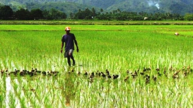 Vallée : la filière riz financée à hauteur de 4, 6 milliards par la LBA