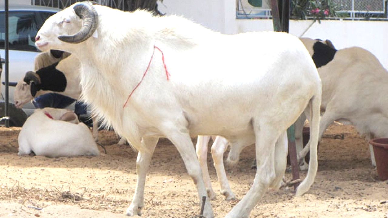 Tabaski ou Aîd El Kabir : Les critères d'éligibilité des moutons