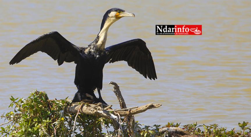 Le parc des oiseaux du Djoudj peine à résister à la pollution Le parc des oiseaux du Djoudj peine à résister à la pollution