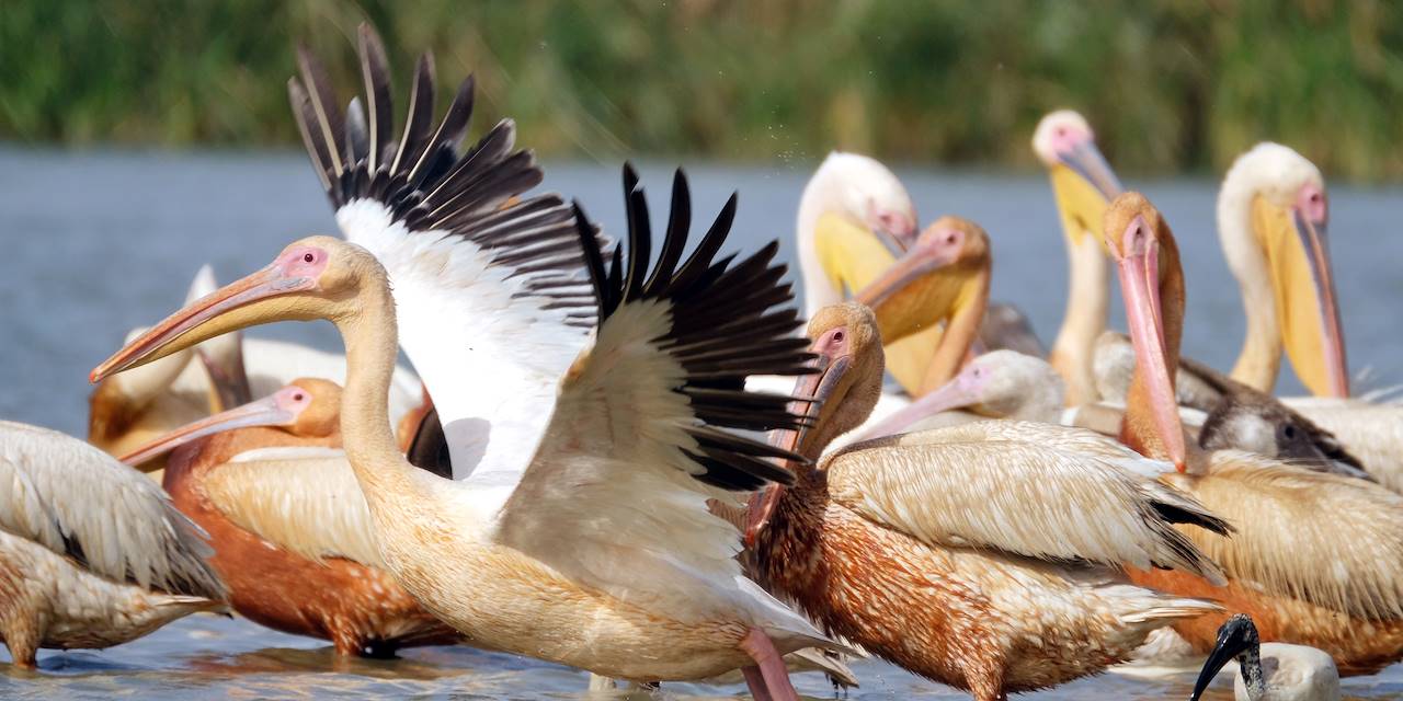 Le delta du fleuve Sénégal, zone pilote d’un projet de la FAO sur les oiseaux
