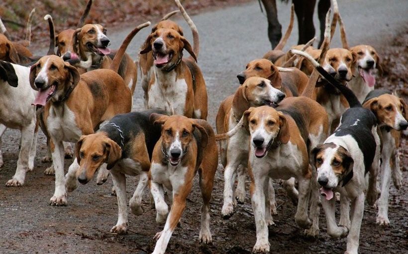 Des chiens errants sèment la terreur dans l’hydrobase de Saint-Louis 