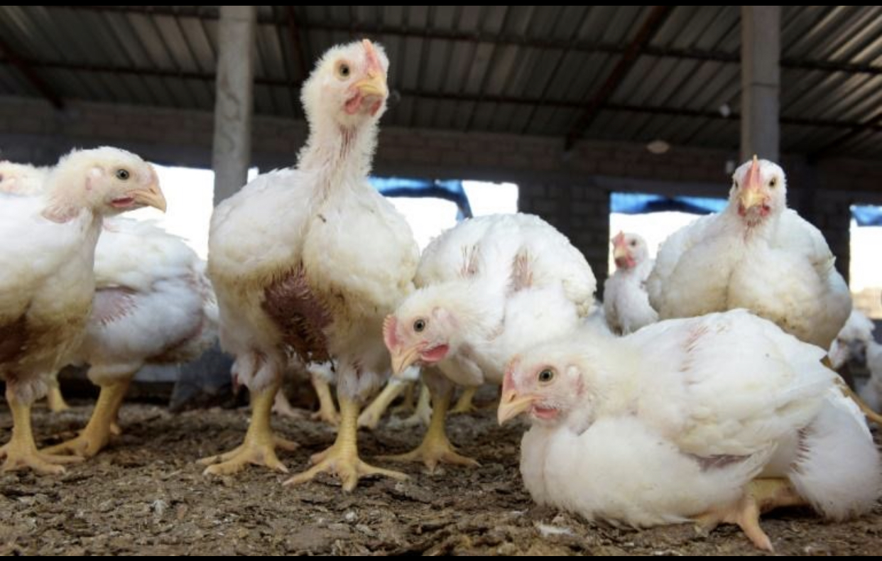 Grippe aviaire : la surveillance maintenue, malgré la maîtrise du foyer de Pout
