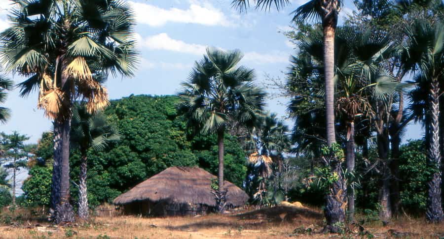 Casamance : la chute d’un rônier tue un militaire (DIRPA)