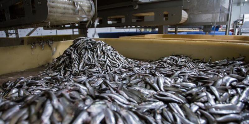 Un universitaire alerte sur la menace des usines de farine de poisson