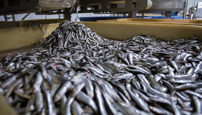 Mauritanie : Vive colère du secteur de la pêche face aux usines de farine de poisson