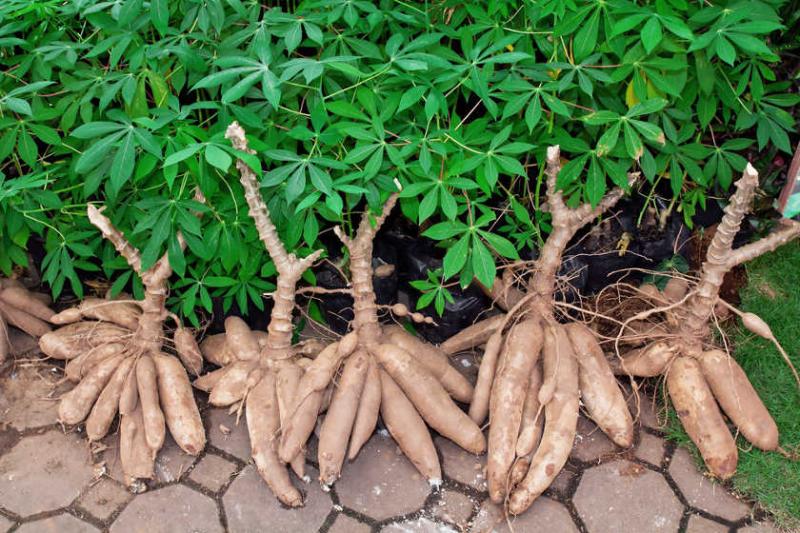 FILIÈRE MANIOC : Thiès attend une production de plus de 600.000 tonnes