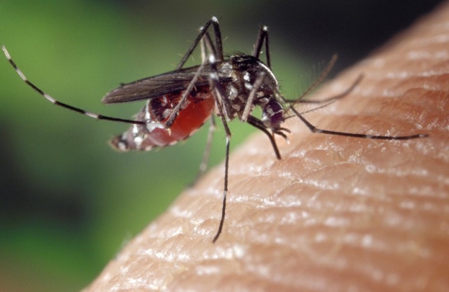 Saint-Louis : une vingtaine de cas de dengue détectés dans la région