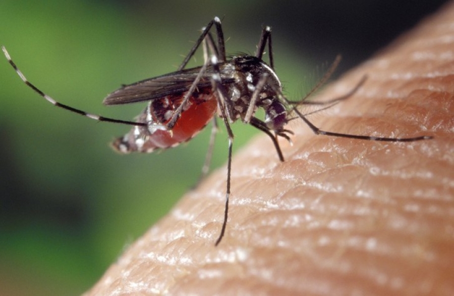 Saint-Louis : une vingtaine de cas de dengue détectés dans la région