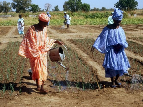 Des villages de Saint-Louis adhèrent au Réseau panafricain des écovillages, samedi.