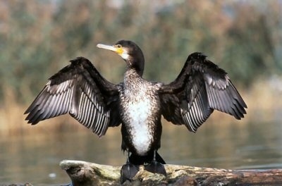 Benno Bokk Yakaar ou ‘Andou Thiolla’  le compagnonnage des  cormorans.