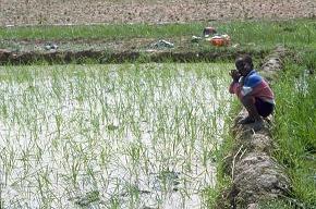Saint-Louis : les obstacles au développement agricole identifiés.