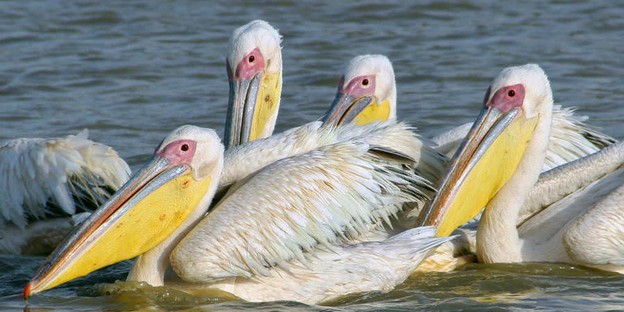 Parc des oiseaux de Djoudj : le conservateur préconise le marquage des pélicans blancs