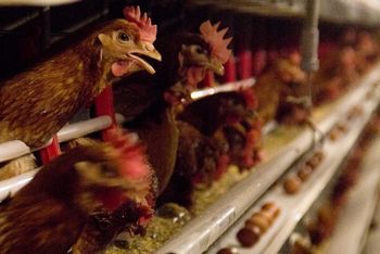 Bango : un poulailler incendié par un fumeur indiscret.