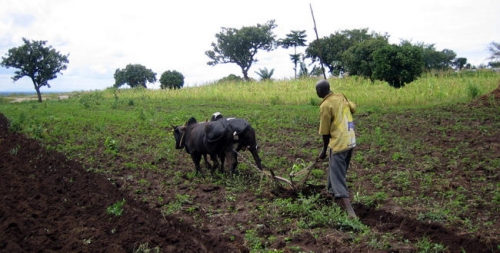 Sénégal: Les exploitations agricoles familiales vivent ’’une extrême pauvreté’’.