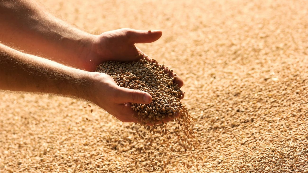 La Mauritanie sécurise son stock de blé La Mauritanie sécurise son stock de blé