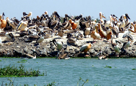 Promotion touristique: vers la réhabilitation du nichoir des Oiseaux de Djioudj.