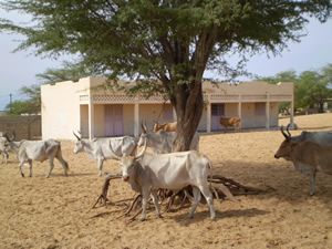 Saint-Louis - Scandale foncier à Diougob : des conseillers ruraux indexent un micmac dans l’attribution de parcelles et interpellent les autorités. Saint-Louis - Scandale foncier à Diougob : des conseillers ruraux indexent un micmac dans l’attribution de parcelles et interpellent les autorités.