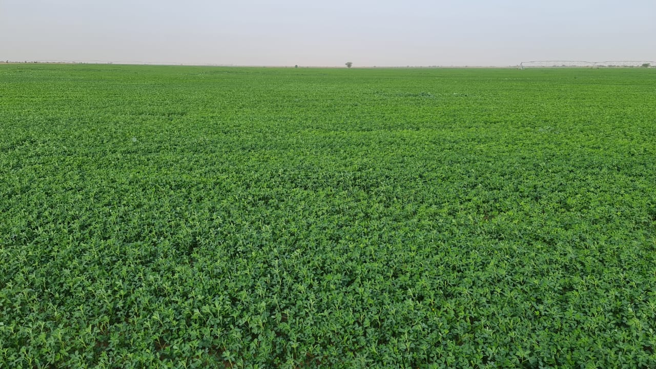 African Agriculture Inc. : Entre Ronkh et Ngnith, de belles perspectives pour la Luzerne African Agriculture Inc. : Entre Ronkh et Ngnith, de belles perspectives pour la Luzerne