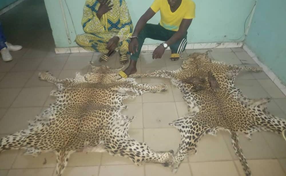 ​CRIMINALITÉ FAUNIQUE : 4 personnes arrêtées à Tamba, des peaux de léopard et trois pattes d’Oryctérope saisies