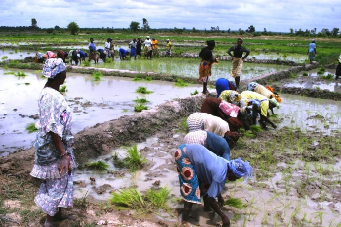 Compétitivité du riz de la vallée du fleuve Sénégal : les recommandations ramènent l’espoir