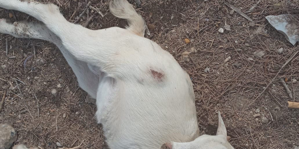 Hydrobase : des chiens errants attaquent et tuent une… Hydrobase : des chiens errants attaquent et tuent une…