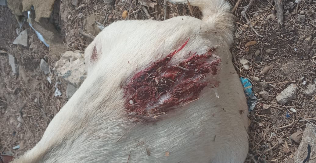 Hydrobase : des chiens errants attaquent et tuent une… Hydrobase : des chiens errants attaquent et tuent une…