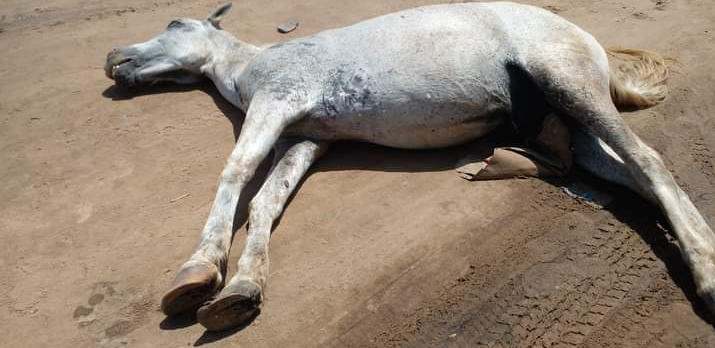 Diamaguène : deux chevaux du Gie CETOM meurent électrocutés
