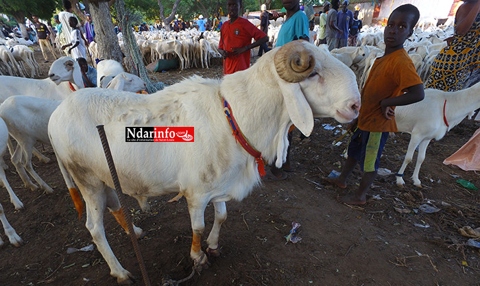 Saint-Louis : le foirail de Darou délocalisé Saint-Louis : le foirail de Darou délocalisé