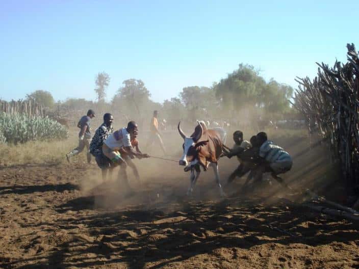 Mauritanie : 216 cas de la fièvre du Rift dans 6 wilayas