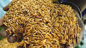 Programme d’urgence Japon/Africa Rice : 40 tonnes de semences de riz à 1.600 producteurs de la vallée