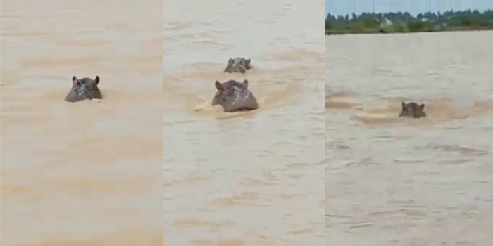 Saint-Louis : deux hippopotames dans les eaux du fleuve Sénégal – vidéo