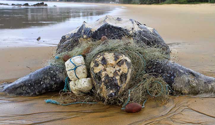 Grande Côte: 47 carcasses de tortues marines sur le sable !