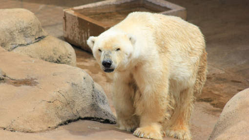 Le dernier ours blanc d'Afrique meurt au zoo de Johannesburg