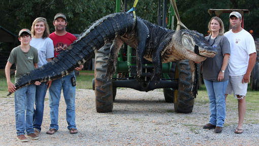 Un alligator de 4,5 mètres capturé en Alabama Sauvegarder Un alligator de 4,5 mètres capturé en Alabama Sauvegarder