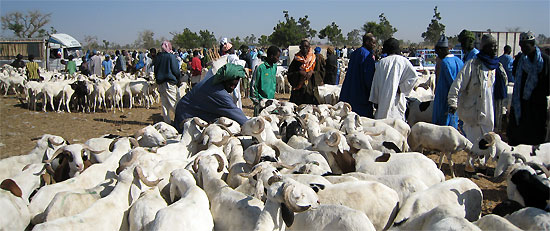 TABASKI 2014: Aminata Mbengue Ndiaye ne «garantit pas» la suffisance en moutons.