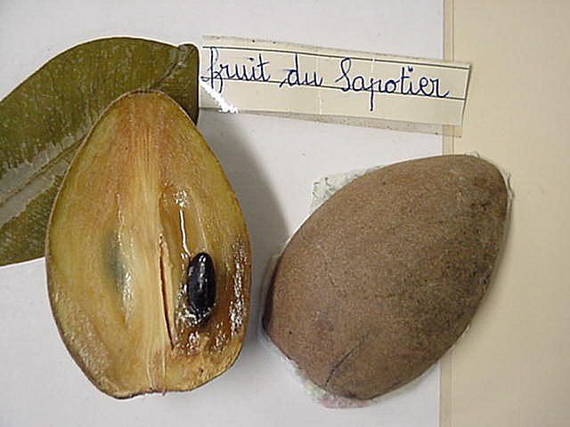  Les vertus de l'huile végétale de la noix de Sapote. 