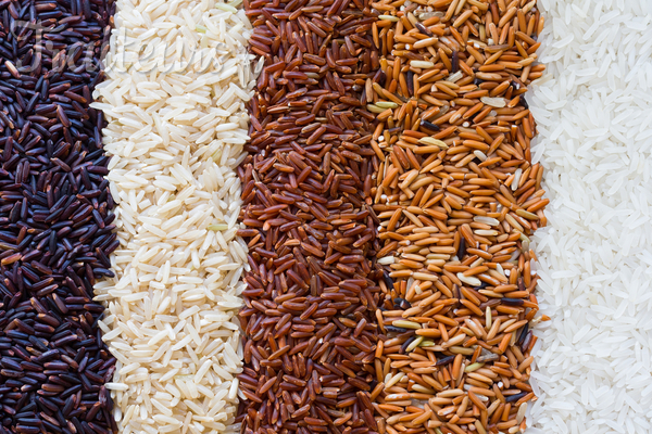Le Sénégal dispose de 16 variétés de riz, selon l’ISRA