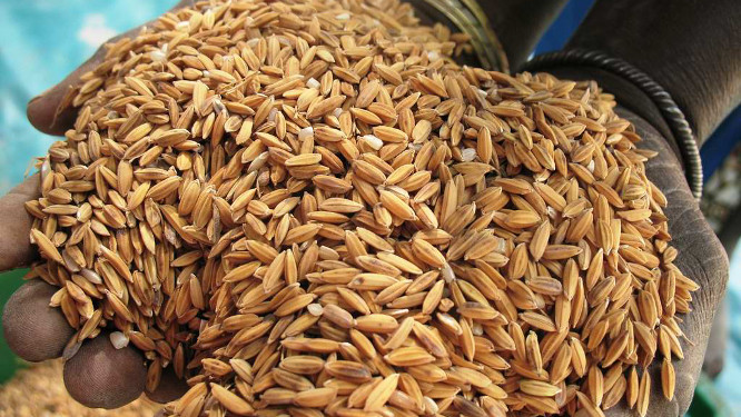 FILIÈRE RIZ : la Société sénégalaise des filières alimentaires (SFA) inaugure sa nouvelle usine de décorticage de riz basée à Ndiougue Mberès, le 04 novembre 2014
