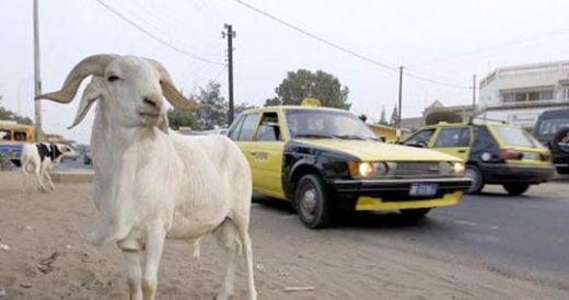 Tourisme et découverte: Dix bonnes raisons de venir au Sénégal Tourisme et découverte: Dix bonnes raisons de venir au Sénégal