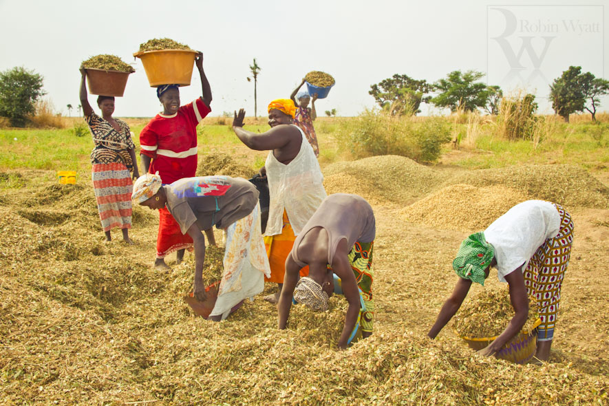 Autosuffisance en riz et développement agricole au Sénégal : Ne Refermez pas le débat