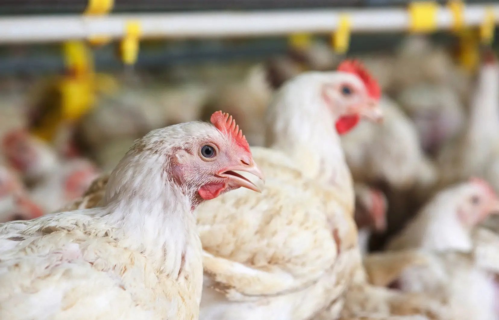 Saint-Louis : aucun cas de grippe aviaire notifié depuis le 3 avril