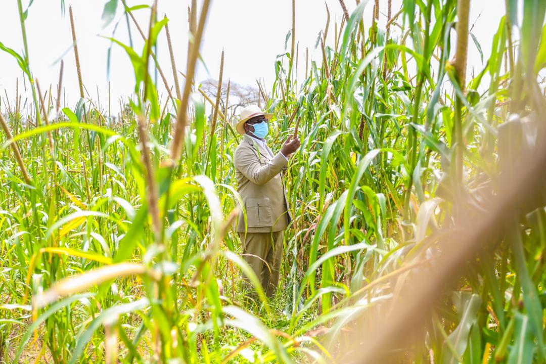 Campagne agricole : Macky SALL annonce une enveloppe exceptionnelle de 100 milliards de francs CFA