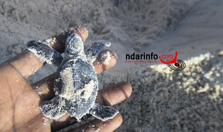 ENVIRONNEMENT : Éclosion de nids de tortues au parc National de Langue de Barbarie. Regardez !