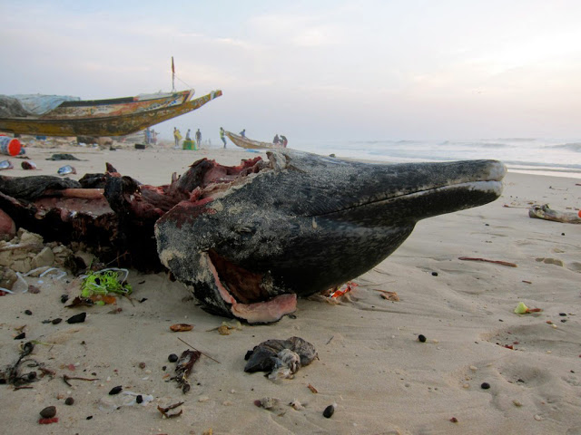 Ci-dessus et en bas: 2012 10 24, stenella frontalis à la renverse sur la plage de Ndar Toute / Courtesy photos par Alain-Paul Mallard pour Flickr et Ornithondar Ci-dessus et en bas: 2012 10 24, stenella frontalis à la renverse sur la plage de Ndar Toute / Courtesy photos par Alain-Paul Mallard pour Flickr et Ornithondar