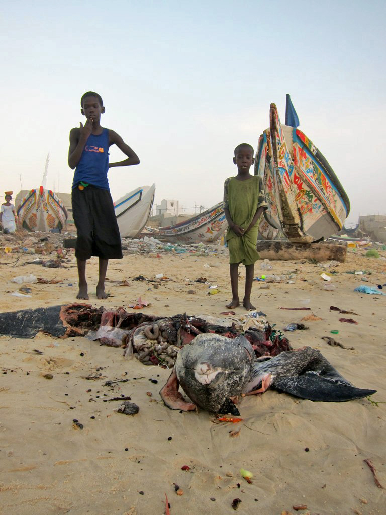 CRIME ENVIRONNEMENTAL A SAINT-LOUIS: le dauphin abandonné comme un détritus sur la plage. CRIME ENVIRONNEMENTAL A SAINT-LOUIS: le dauphin abandonné comme un détritus sur la plage.